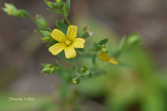 Linum mysurense